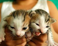 cute kitten names for twins