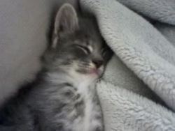 cute grey kitten
