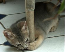 cute blue abyssinian kitten playing