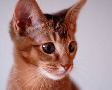 bright eyed abyssinian kitten