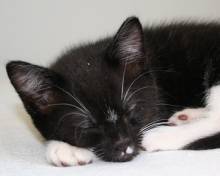 Sleeping black and white kitten