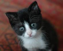 Photo of Black and White Cute Kitten
