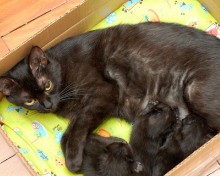 black cat names for newborns