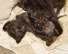 pictures of cute baby black kittens