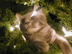 grey xmas kitten in Christmas tree