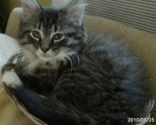 grey tabby kitten care