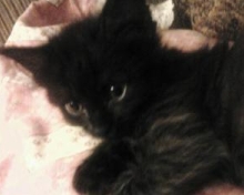 cutest black maine coon kitten
