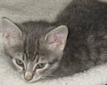 pictures of cute gray kittens