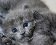 pictures of cute grey kittens