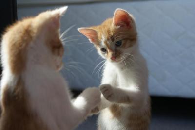 telling signs your kitty has kitten fleas: cute ginger kitten