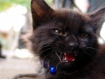 black fluffy kitten biting problems with kittens biting
