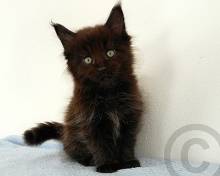 black maine coon kitten