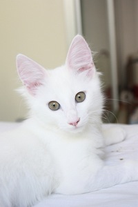 turkish angora kitten