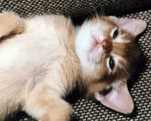 cute sorrel (cinnamin) abyssinian kitten laying around