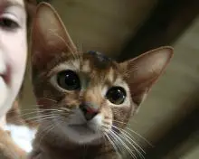 wide eyed abyssinian kitten photo