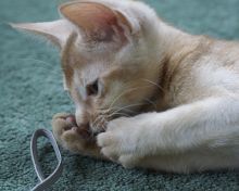 cute abyssinian kitten playing