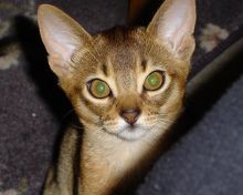 cute abyssinian kitten playing