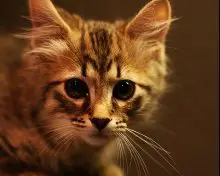 cute american bobtail kitten