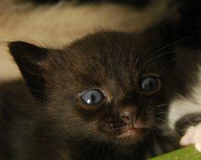 name my baby black kitten