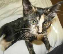 cute calico kitten