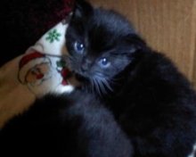 cute christmas kitten photo