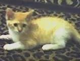 cute twin kittens