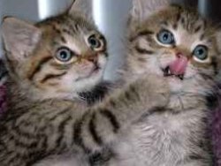 cute twin kittens