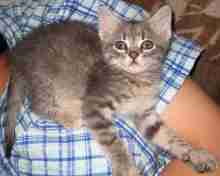 grey tabby kitten care