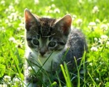 cute grey kitten
