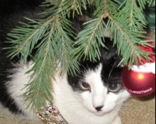 cute xmas kitten