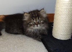 cute persian kitten