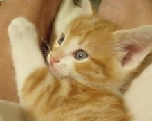 cute orange tabby kitten photo