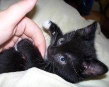 cute black and white kitten photo
