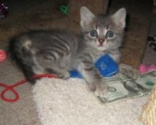 fleas on kittens