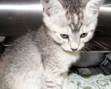 cute gray kitten pics