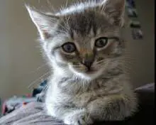 pictures of cute grey kittens
