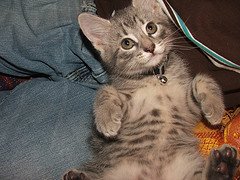 problems with kitten scratching