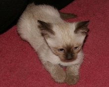 cute siamese kitten picture