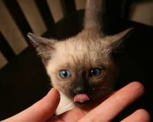 cute siamese kitten picture