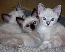 cute siamese kittens picture