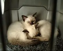 cute siamese kittens picture