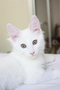 turkish angora kitten biting turkish angora kitten