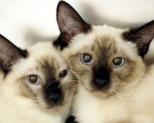name my twin kittens
