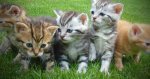 girl kitten names