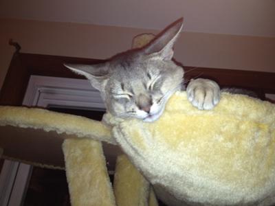 Blue Abyssinian... Chillaxing