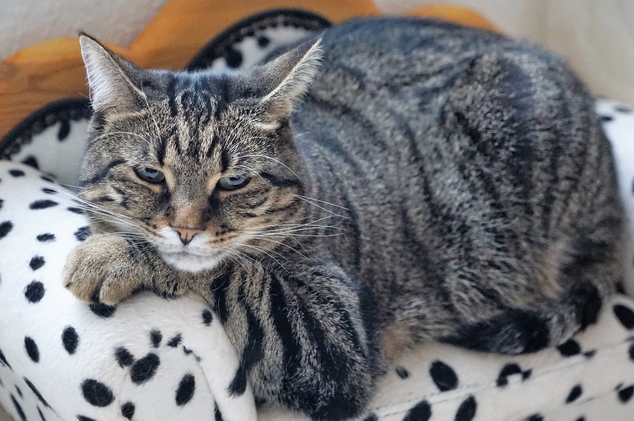 cat-on-bed