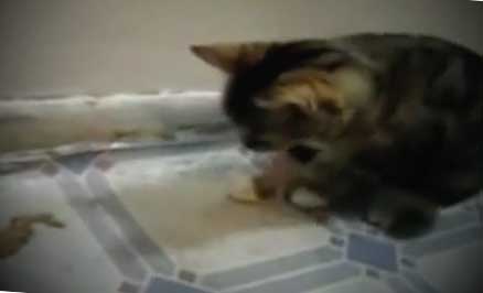 kitten vomiting