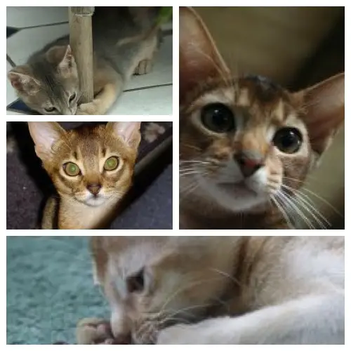 4 abyssinian kittens