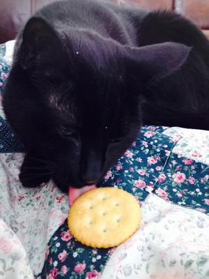 Kitten Eating Cracker