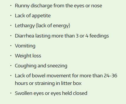 list of sick kitten symptoms that are not emergencies